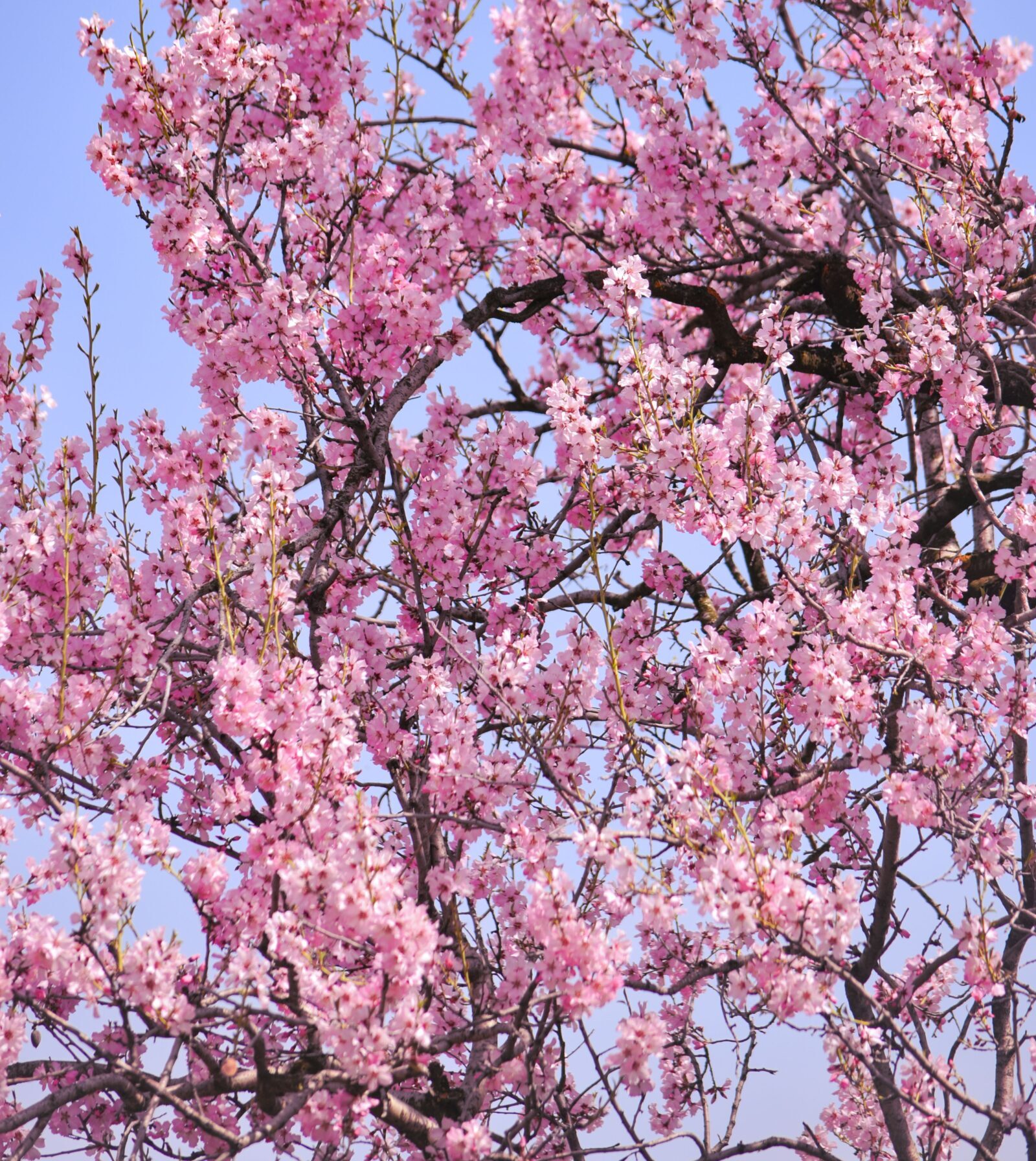 Prunus sargentii - Japanse Sierkers