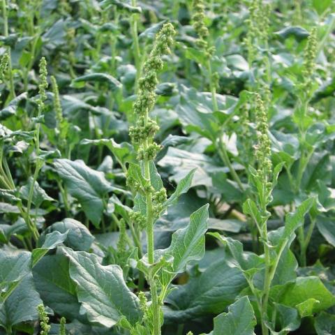 Chenopodium Bonus-henricus - Brave Hendrik