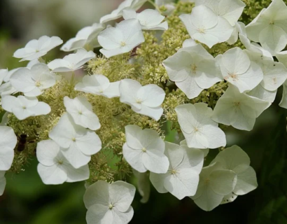 Hydrangea paniculata ‘Baby Lace’ - Pluihotensia/schapenkoppen