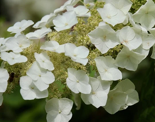 Hydrangea paniculata ‘Baby Lace’ - Pluihotensia/schapenkoppen