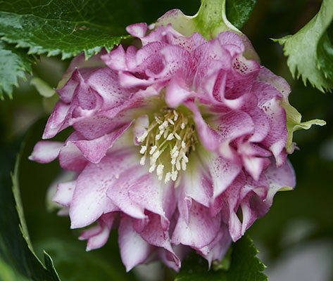 Helleborus VIV Stefania - Nieskruid