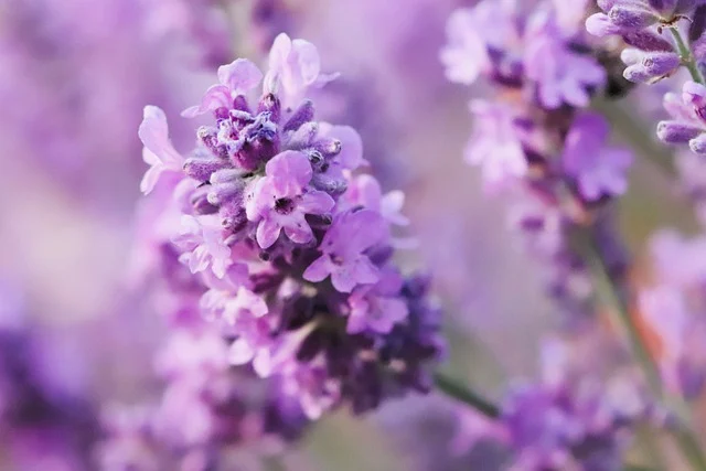 Lavandula angustifolia ‘Rosea’ - Lavandel