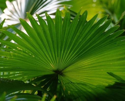 Chamaerops wagnerianus - Palmboom