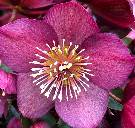 Helleborus nigercors ‘Anna’s Red’ - Nieskruid