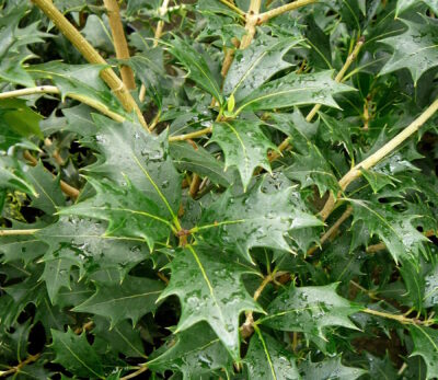 Osmanthus heterophyllus meerstammig - Schijnhulst