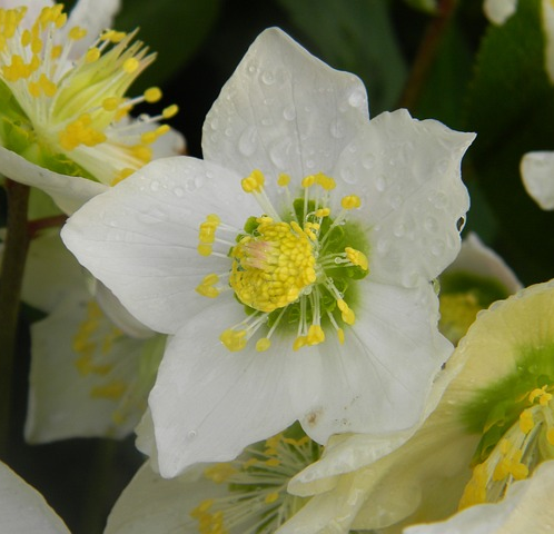 Helleborus nigercors ‘ice breaker max’ - Nieskruid