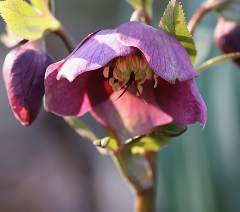 Helleborus VIV ‘Elsa’ - Nieskruid