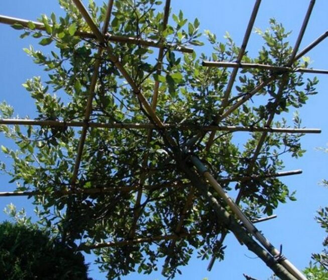 Quercus Ilex Dakvorm - Steeneik