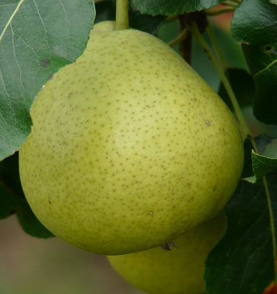 Pyrus Legipont voorgeleid - Handpeer