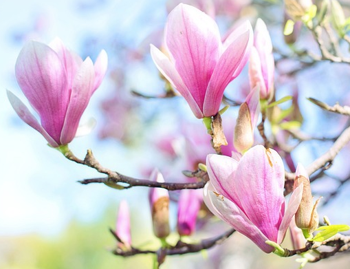 Magnolia loebneri ‘Leonard Messel’ - Beverboom