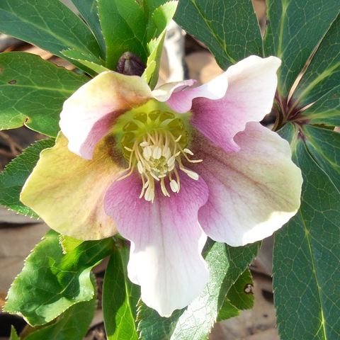 Helleborus VIV Alessandra - Nieskruid