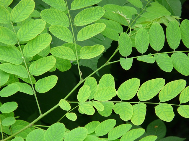Robinia pseudoacacia ‘Umbraculifera’ halfstam bolvorm - Bolacacia