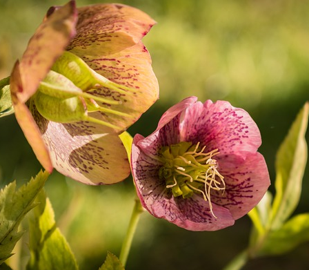 Helleborus Frostkiss ‘Glenda’s Gloss’ - Nieskruid