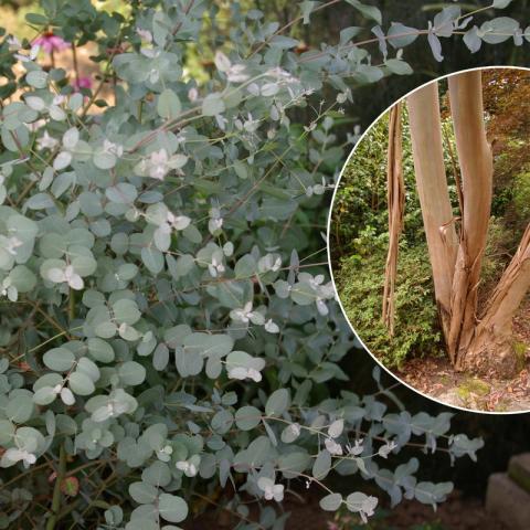 Eucalyptus ‘Gunnii’ - Gomboom