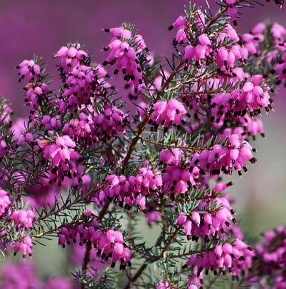 Erica carnea ‘Rosalie’ - Winterheide