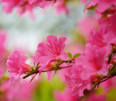 Rhododendron ‘Wine and Roses’ - Rhododendron