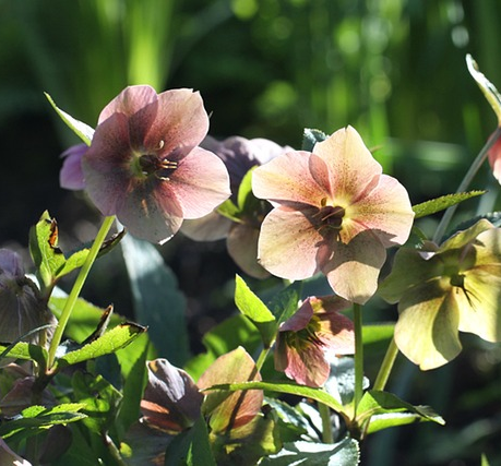 Helleborus HGC ‘Ice N’Roses Early Rose’ mix - Nieskruid