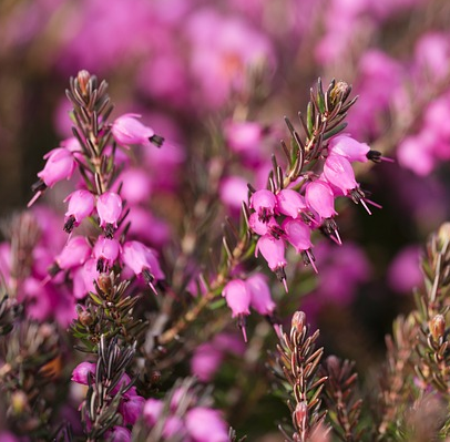 Erica darleyensis ‘Darley Dale’ - Winterheide