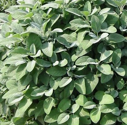 Salvia officinalis ‘Berggarten’ - Reuzenbladsalie