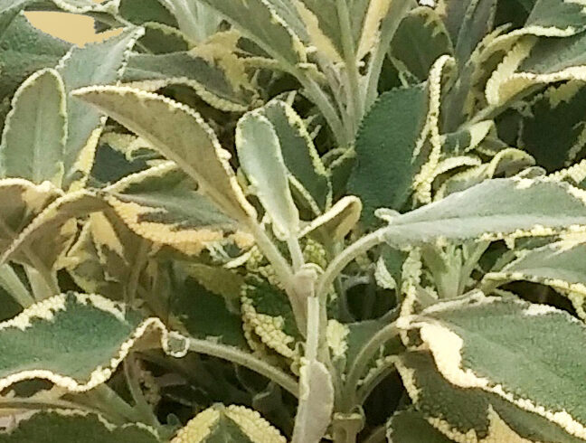 Salvia officinalis ‘Berggarten Variegated’ - Bonte reuzenbladsalie