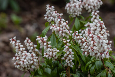 Pieris japonica ‘Bonfire’ - Rotsheide