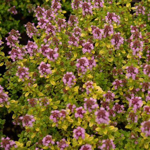Thymus citriodorus ‘Archer’s Gold’ - Gele tijm