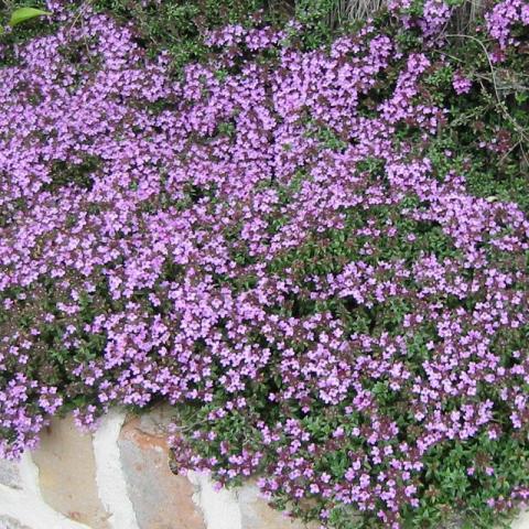 Thymus Herba-Barona ‘Caraway’ - Karwijttijm