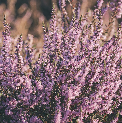 Calluna vulgaris ‘Agnes’ - Zomerheide