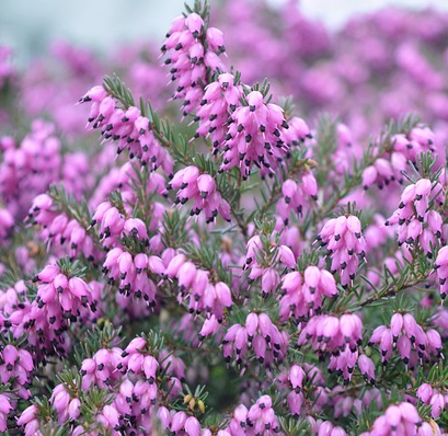 Erica carnea ‘March Seedling’ - Winterheide