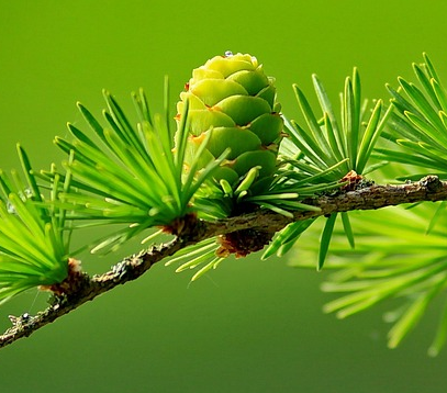 Larix kaempferi  ‘Blue Dwarf’ op stam - Dwerglarix, heksenbezem