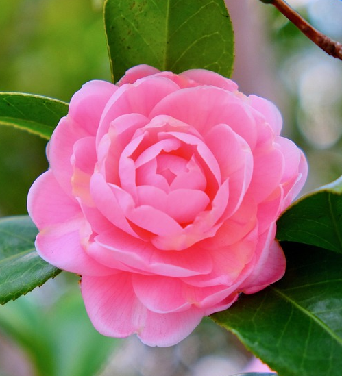 Camellia cusp. ‘Spring Festival’ op stam - Japanse Roos