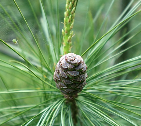 Pinus Sylvestris Chantry Blue op stam - Grove den