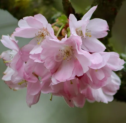 Prunus incisa kojou-ni-mai op stam - Sierkers
