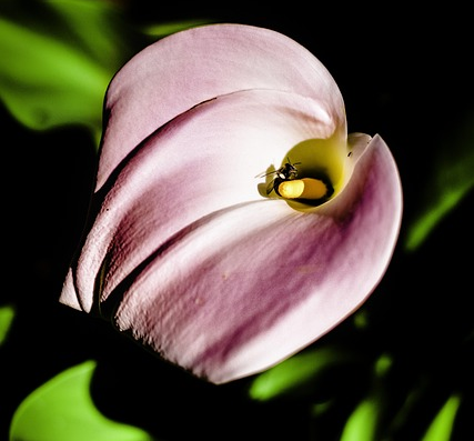 Zantedeschia aethiopica pink - Moeras aronskelk