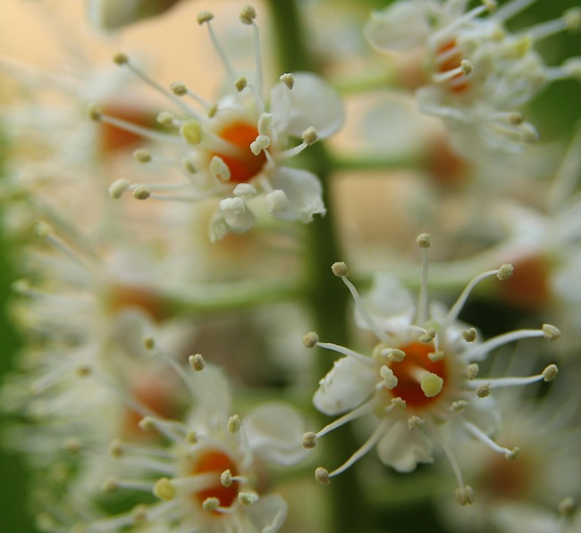 Prunus laurocerasus ‘Sofia’ op stam - Laurierkers