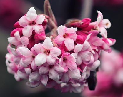 Viburnum tinus ‘Eve Price’ op stam - Sneeuwbal