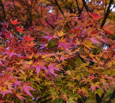 Acer japonicum ‘Aconitifolium’ - Japanse Esdoorn