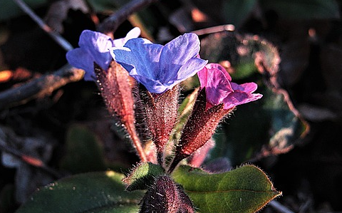 Pulmonaria angus. ‘Blue Ensign’ - Longkruid