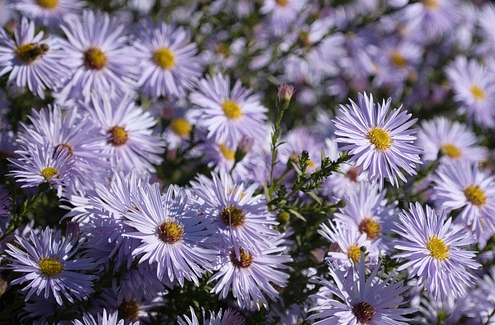 Aster ageratoides ‘Stardust’ - Herfstaster