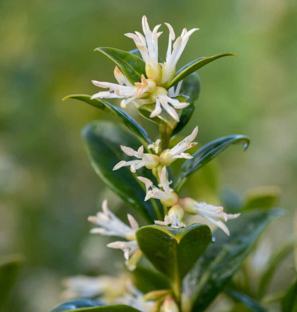 Sarcococca hookeriana Purple Gem - Vleesbes