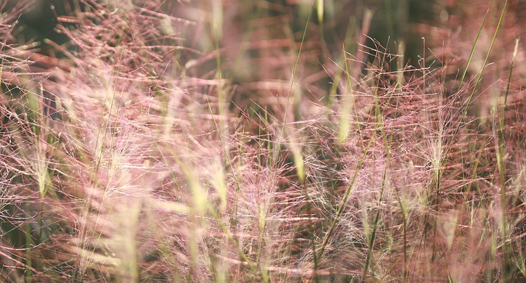 Muhlenbergia capillaris - Muhlengergia