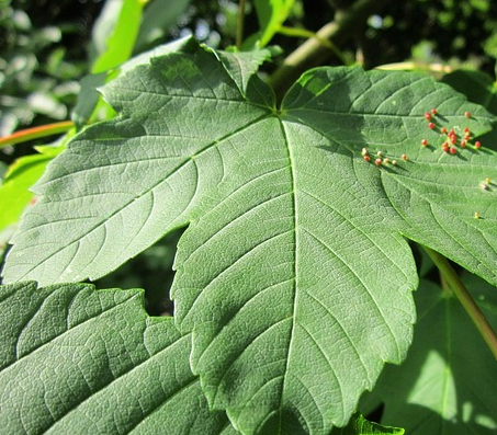 Acer Capillipes - Slangenhuidesdoorn