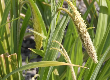 Carex ‘Ribbon Falls’ - Zegge