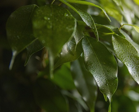 Ficus Microcarpa Moclame - Ficus