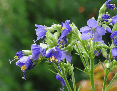 Polemonium yezoense var. ‘Bressingham Purple’ - Jacobsladder