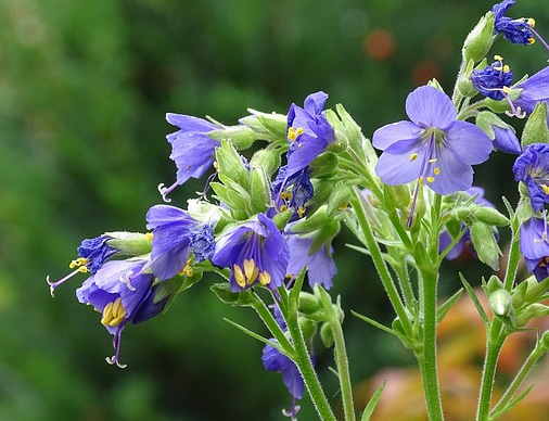 Polemonium yezoense var. ‘Bressingham Purple’ - Jacobsladder