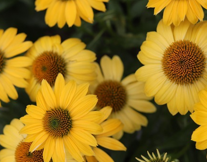 Echinacea papallo classic ‘Deep Yellow’ - Zonenhoed