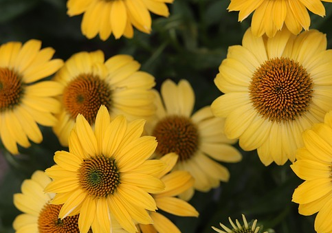 Echinacea papallo classic ‘Deep Yellow’ - Zonenhoed
