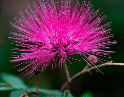 Calliandra surinamensis ‘Dixie Pink’ - Surinaamse Poederkwast