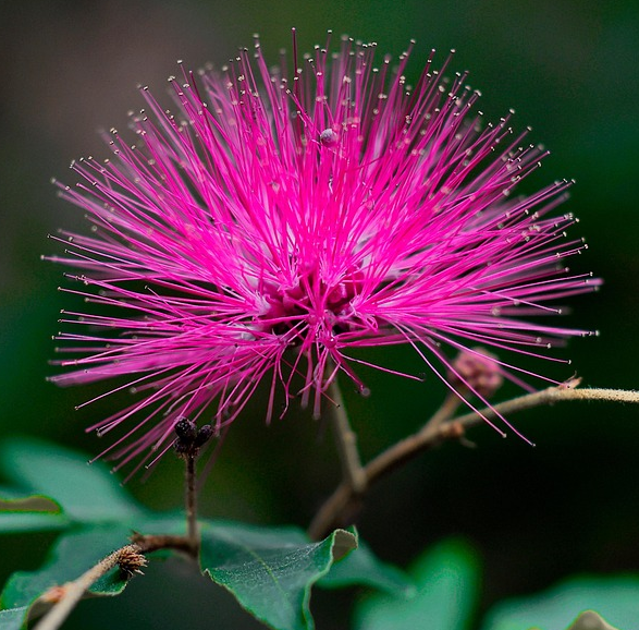 Calliandra surinamensis ‘Dixie Pink’ - Surinaamse Poederkwast